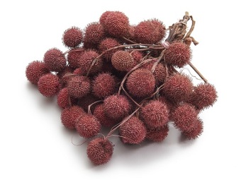 Platane (fruit) 250 gr. blush
