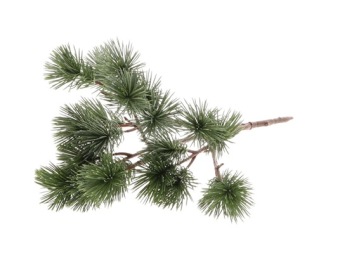 Branch Ceder 36x20x9 cm