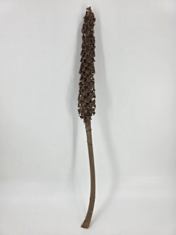 Cacho Beltrao 40-60 cm