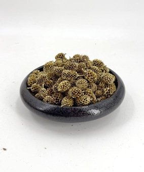 Casuarina 100 gr. Gold