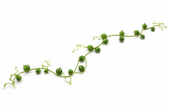 Diplocyclos slinger kerstklimmer - Dentergem - bloemschikmateriaal