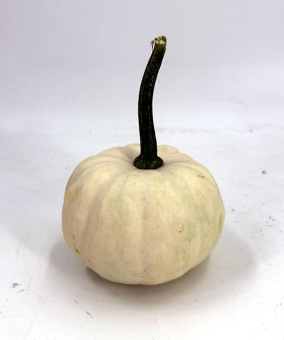 Cucurbita-casperita-front
