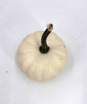 Cucurbita-casperita-top