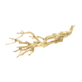 Curry Bush Glitter Gold