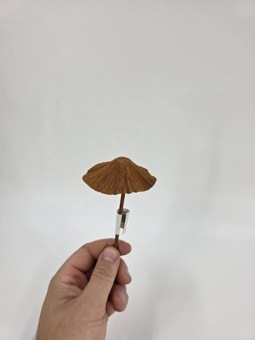 Deco mushroom roest 12 x 7 cm