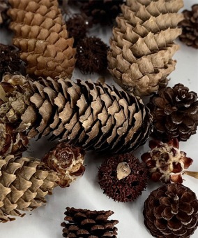 Dennenappels-mix-1-kg