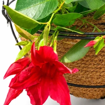 DIY Luxe Plantenbol 30 cm hangend met planten - Dentergem - bloemschikmateriaal