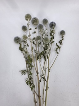 Echinops nature