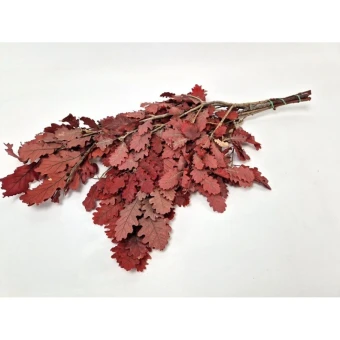 Eikenblad Geconserveerd Bordeaux
