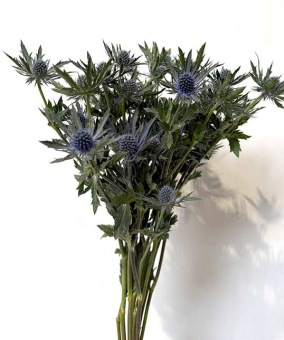 eryngium-planum-orion-blauwe-distel-dentergem-bloemschikmateriaal