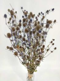 images/productimages/small/eryngium.jpg