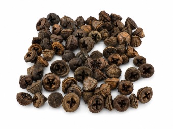 Eucalyptus clocks 200 gr.