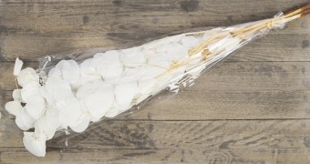 Eucalyptus Populus gepreserveerd gebleekt 100 gr.