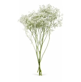 Gipskruid wit vers 5 takken Gypsophila bruidsbloem voor boeket en droogbloem - Dentergem - bloemschikmateriaal