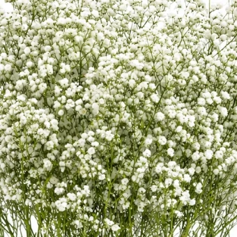 Gipskruid wit vers 5 takken Gypsophila bruidsbloem voor boeket en droogbloem - Dentergem - bloemschikmateriaal