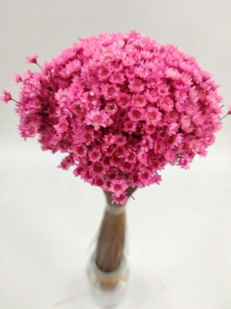 Glixia light pink