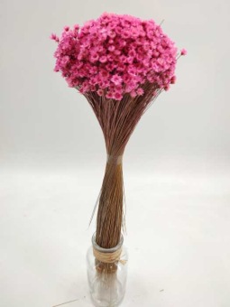 Glixia light pink