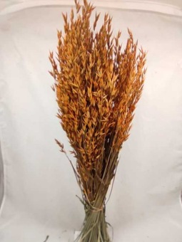 Oats orange (avena)