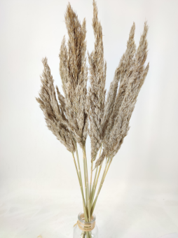 Plume de paille sauvage misty blanc