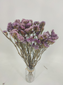 Statice sinuata Alt rosa 1+1 GRATIS