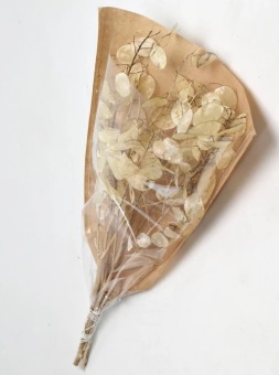 Lunaria