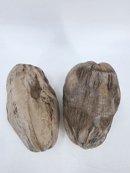 Kokosnoot +/- 20 cm