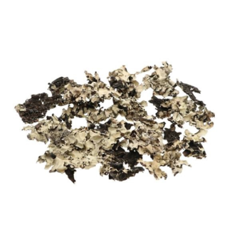 Korstmos - Musgo - hobbyverpakking 60 gr - Black moss Bloemschikmateriaal - dentergem