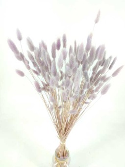 images/productimages/small/lagurus-lavendel.jpg