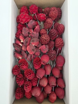 Assortiment Leucadendron op Draad 100 st. Rood