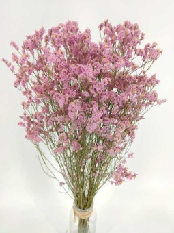 images/productimages/small/limonium-roze.jpg