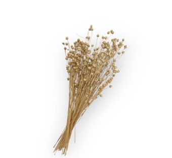 Lino Grass gold