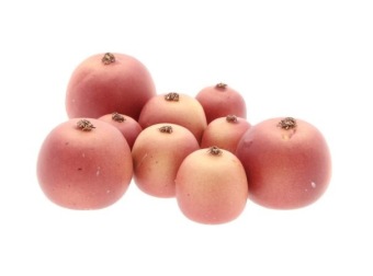 Malus Apples 9 pcs. 