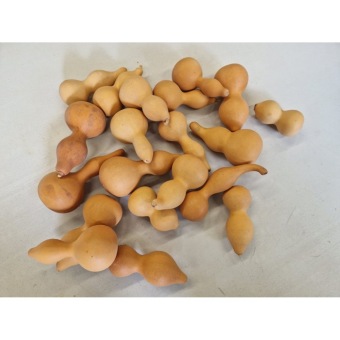 Mini pompoen naturel 10 st.