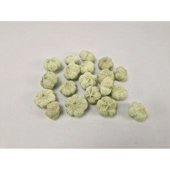 Mini pumpkin 250 gr. pastellgrün