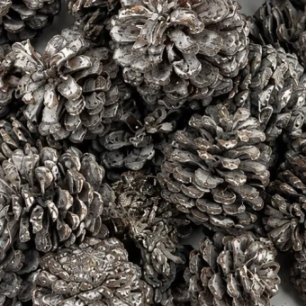 Mugus dennenappels besneeuwde 40 stuks 3,5 cm diameter natuurlijke kegels Pinus mugo voor kransen en kerstdecoratie - Denterg