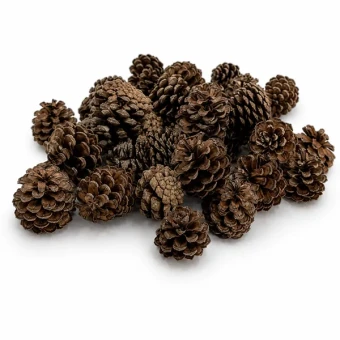 Pommes de pin Mugus naturel 400 pièces 3,5 cm