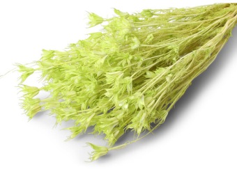 Nigella Orientalis Appelgroen