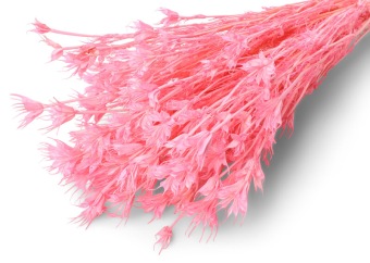 Nigella Orientalis Roze