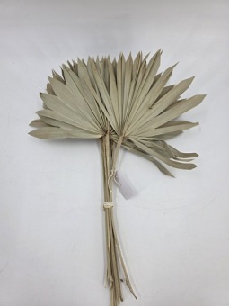 Palmspeer 'Sunspear' 10 st.