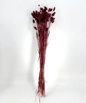Phalaris Bordeaux - Trockenblumen