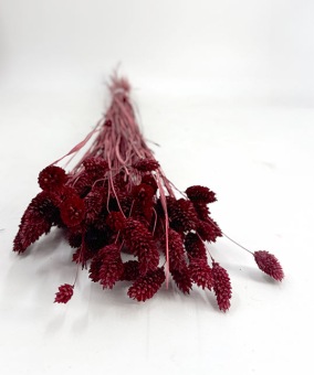 Phalaris Bordeaux - Trockenblumen