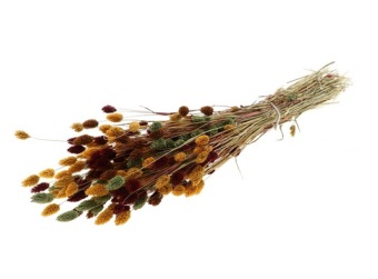 Phalaris Herfstmix