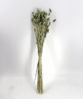 Phalaris vert glace - Fleurs sèches