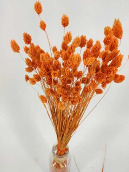 images/productimages/small/phalaris-oranje.jpg