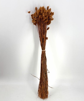 Phalaris terracotta - Dried Flowers