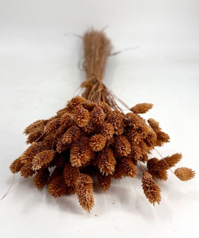 Phalaris terracotta - Dried Flowers