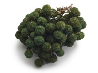 Platane Frucht 250 gr. Moosgrün