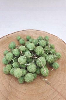 Plataanvrucht bussel 250 gr. pastel groen