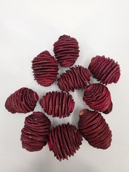 Platyspernum Koppen Groot Rood 10 st.