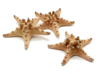 Zeester Rhinoceros Naturel 10-15 cm 12 st.